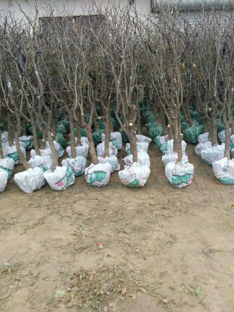 枣树苗品种沾化冬枣枣树苗育苗基地龙枣枣苗批发