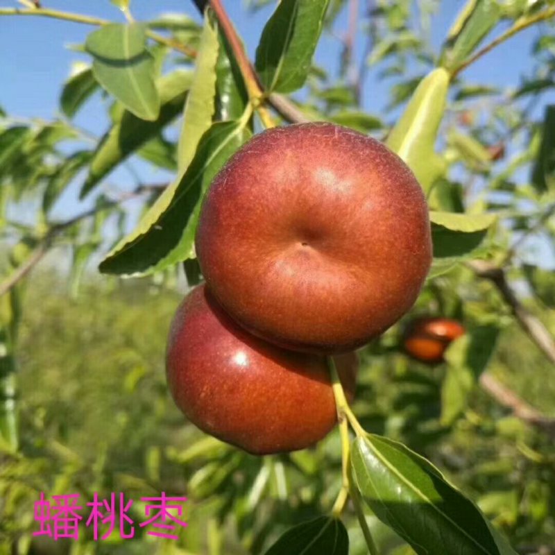 枣树苗品种沾化冬枣枣树苗育苗基地龙枣枣苗批发
