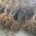 枣树苗品种沾化冬枣枣树苗育苗基地龙枣枣苗批发
