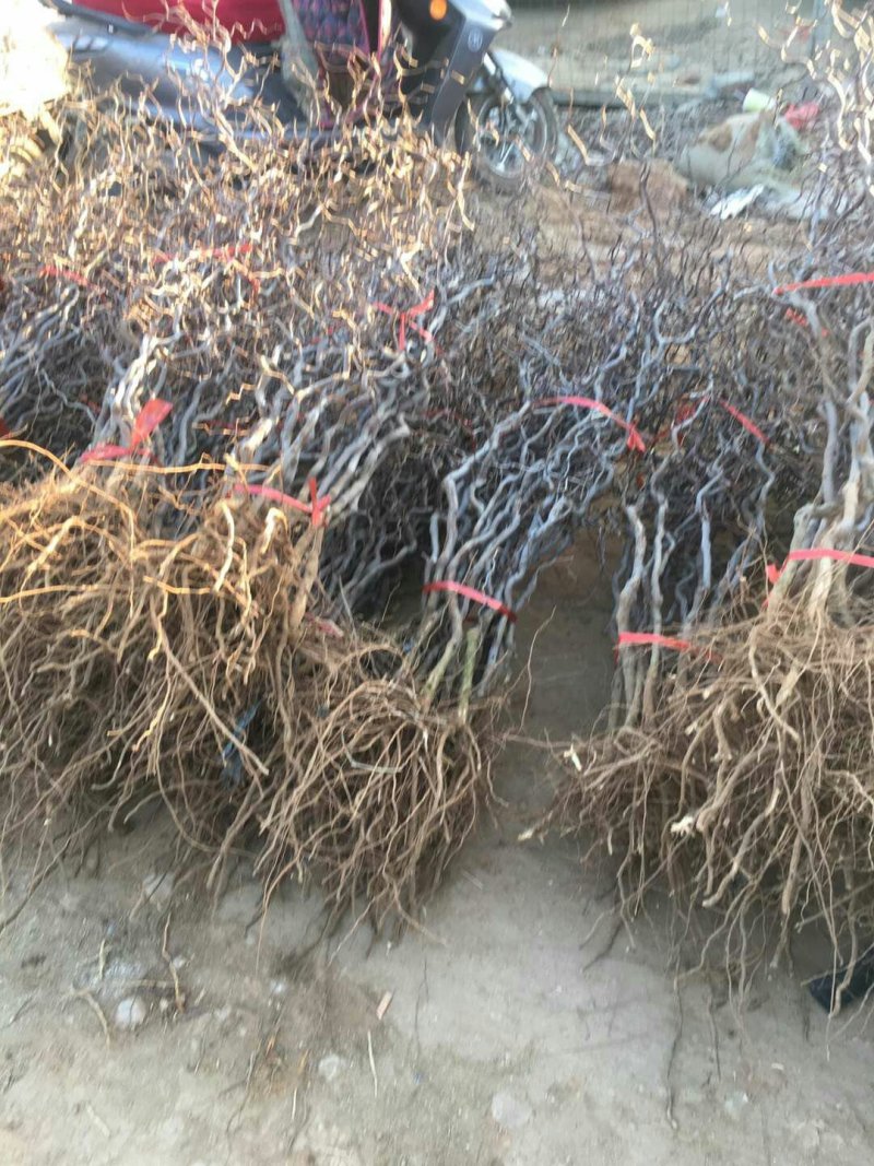 枣树苗品种沾化冬枣枣树苗育苗基地龙枣枣苗批发