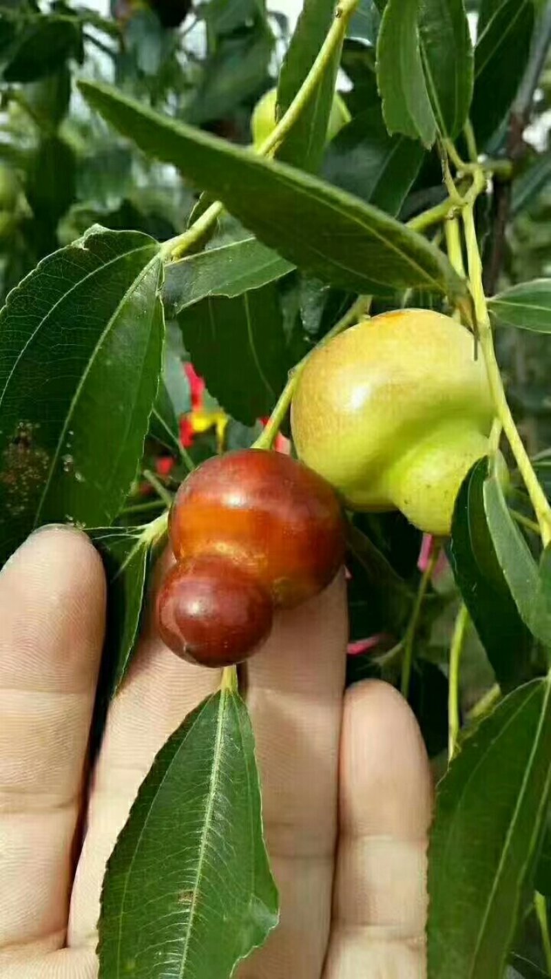 枣树苗品种沾化冬枣枣树苗育苗基地龙枣枣苗批发