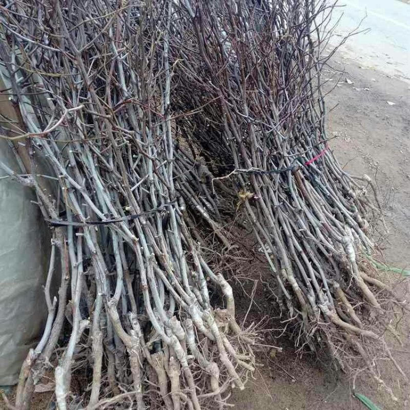 枣树苗品种沾化冬枣枣树苗育苗基地龙枣枣苗批发
