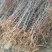 枣树苗品种沾化冬枣枣树苗育苗基地龙枣枣苗批发