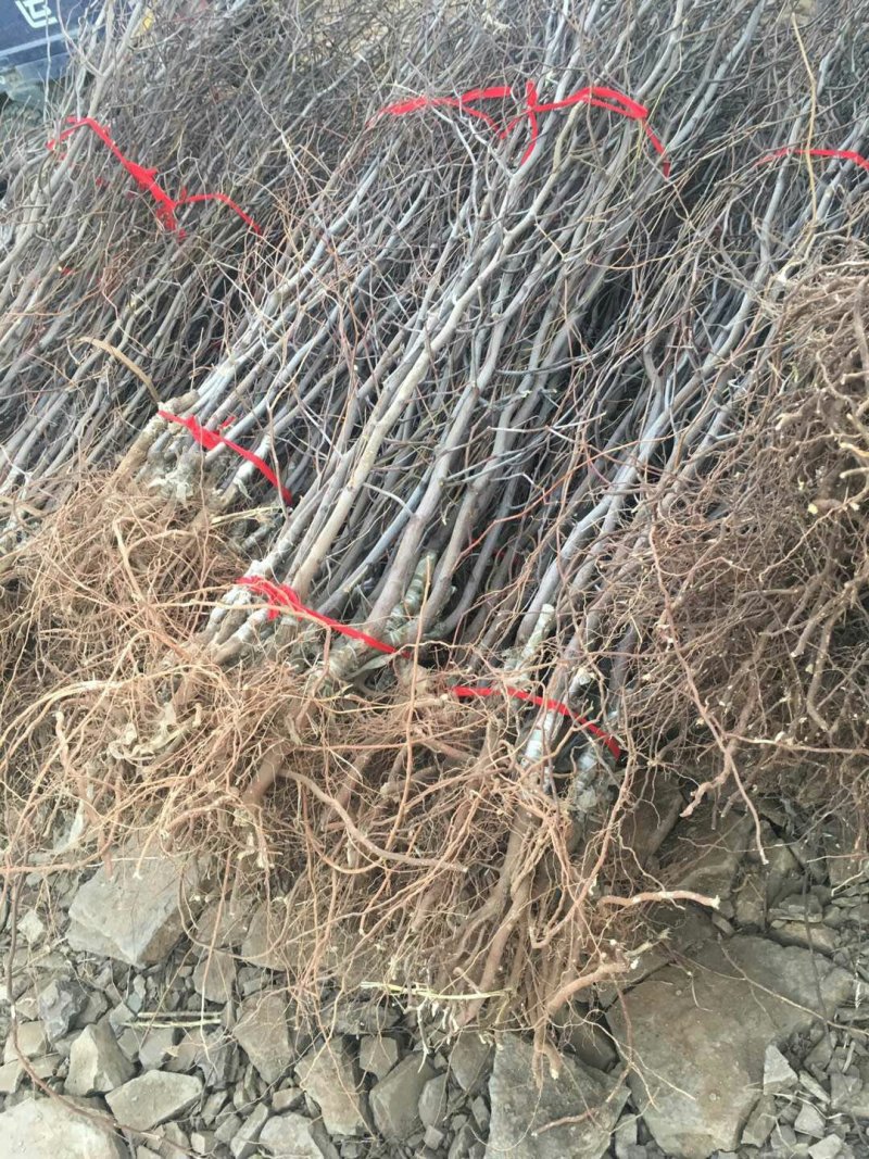 枣树苗品种沾化冬枣枣树苗育苗基地龙枣枣苗批发