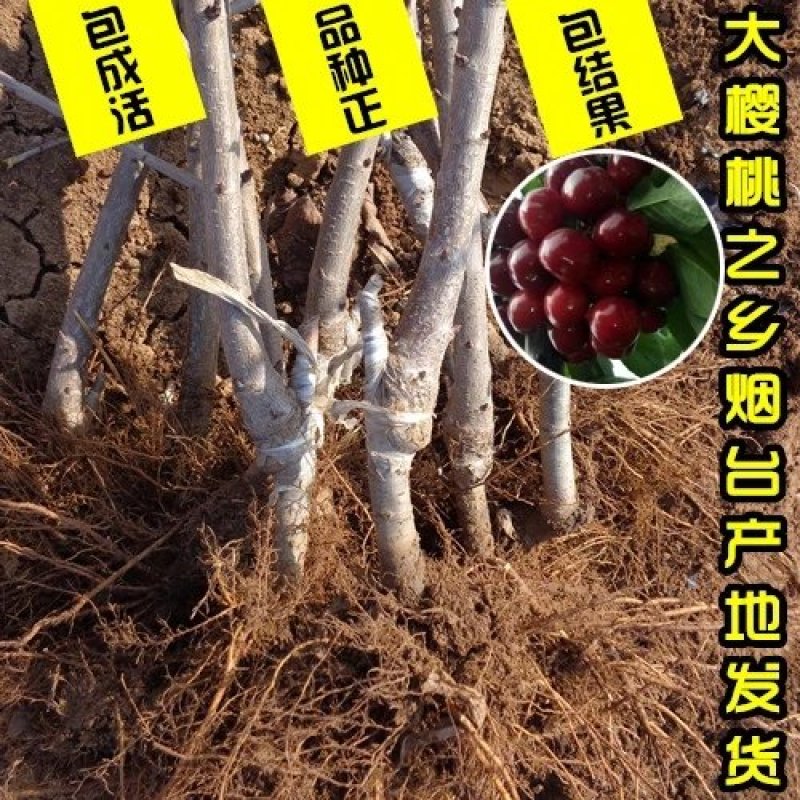 樱桃苗，品种齐全，包活，包品种，官方授权。