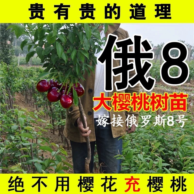 樱桃苗，品种齐全，包活，包品种，官方授权。