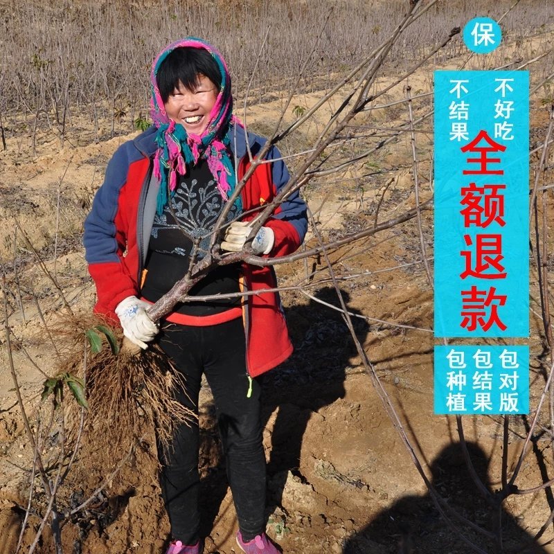 樱桃苗，品种齐全，包活，包品种，官方授权。