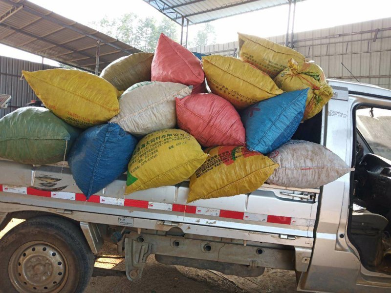 荷兰豆饱满11月大量上市
