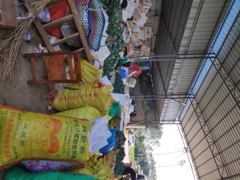 荷兰豆饱满11月大量上市