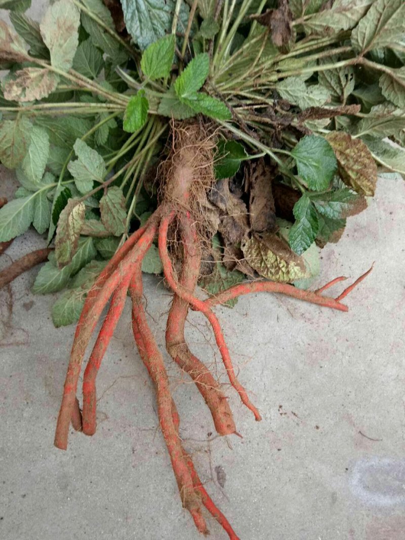 丹参种苗基地