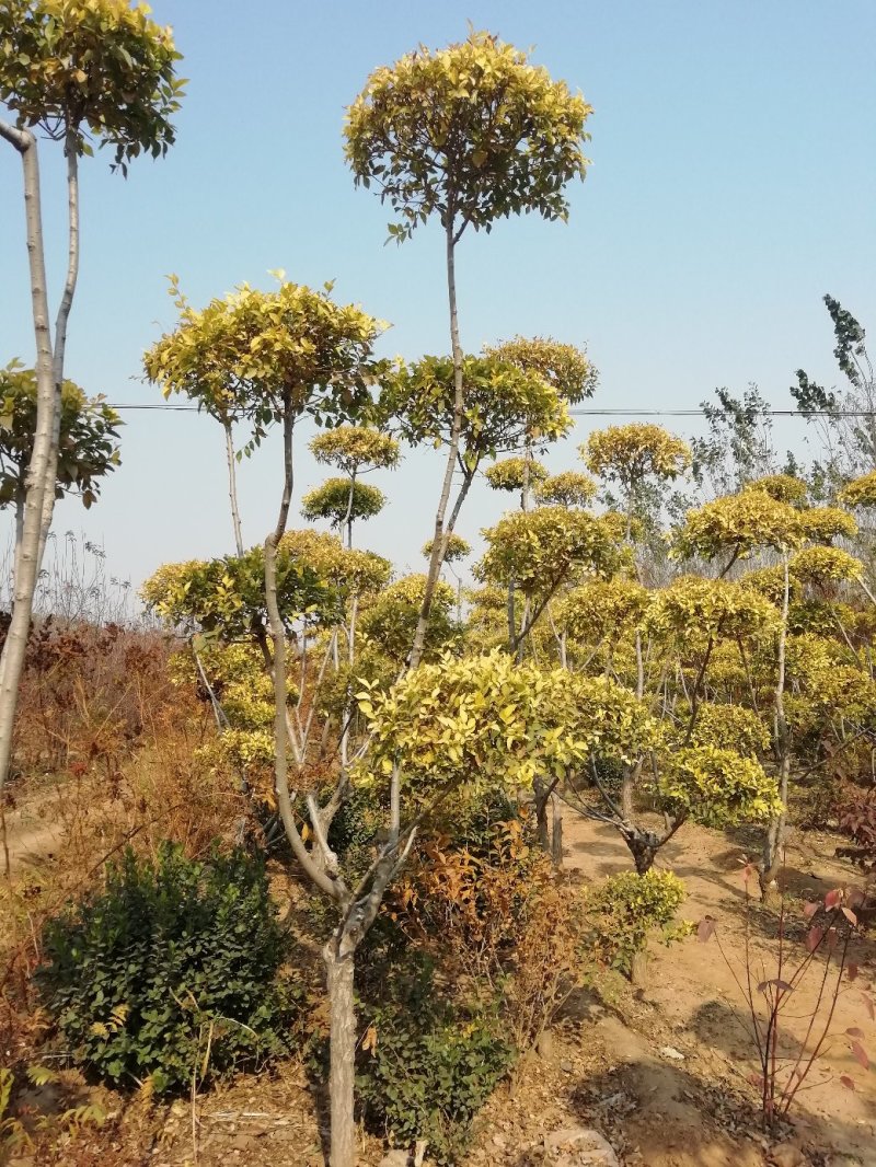 供应各种花卉苗木，位于河北定州众多花卉苗圃