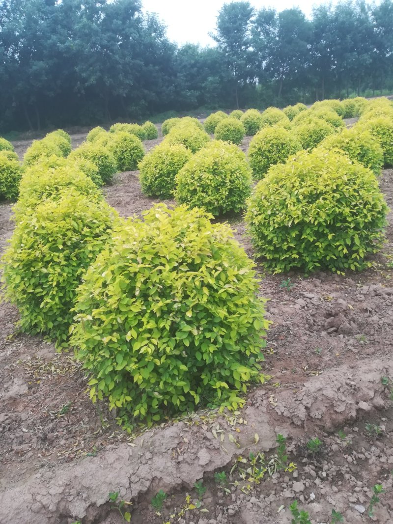 供应各种花卉苗木，位于河北定州众多花卉苗圃