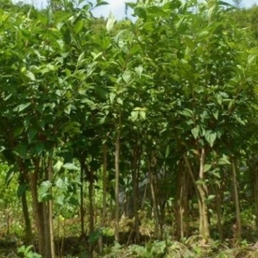 豆腐柴大苗