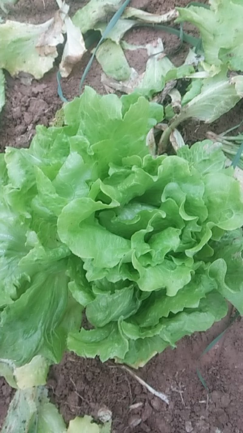 河南大叶生菜大量出售货源充足欢迎批发