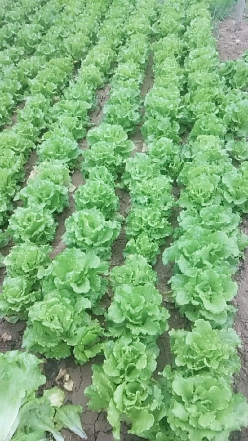 河南大叶生菜大量出售货源充足欢迎批发