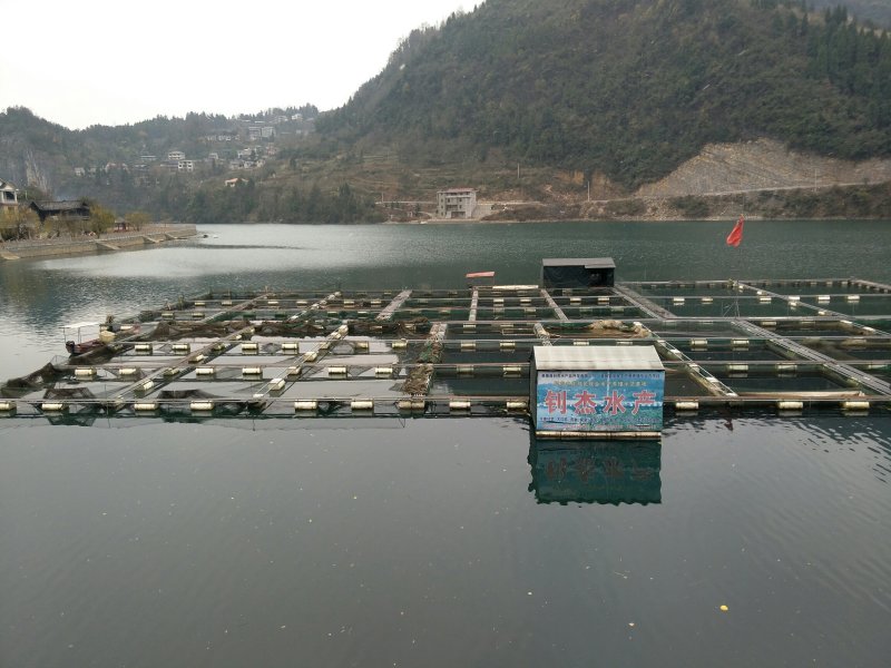 大口鲶，规格7一20斤，单价9.8元一斤，产量2万斤，