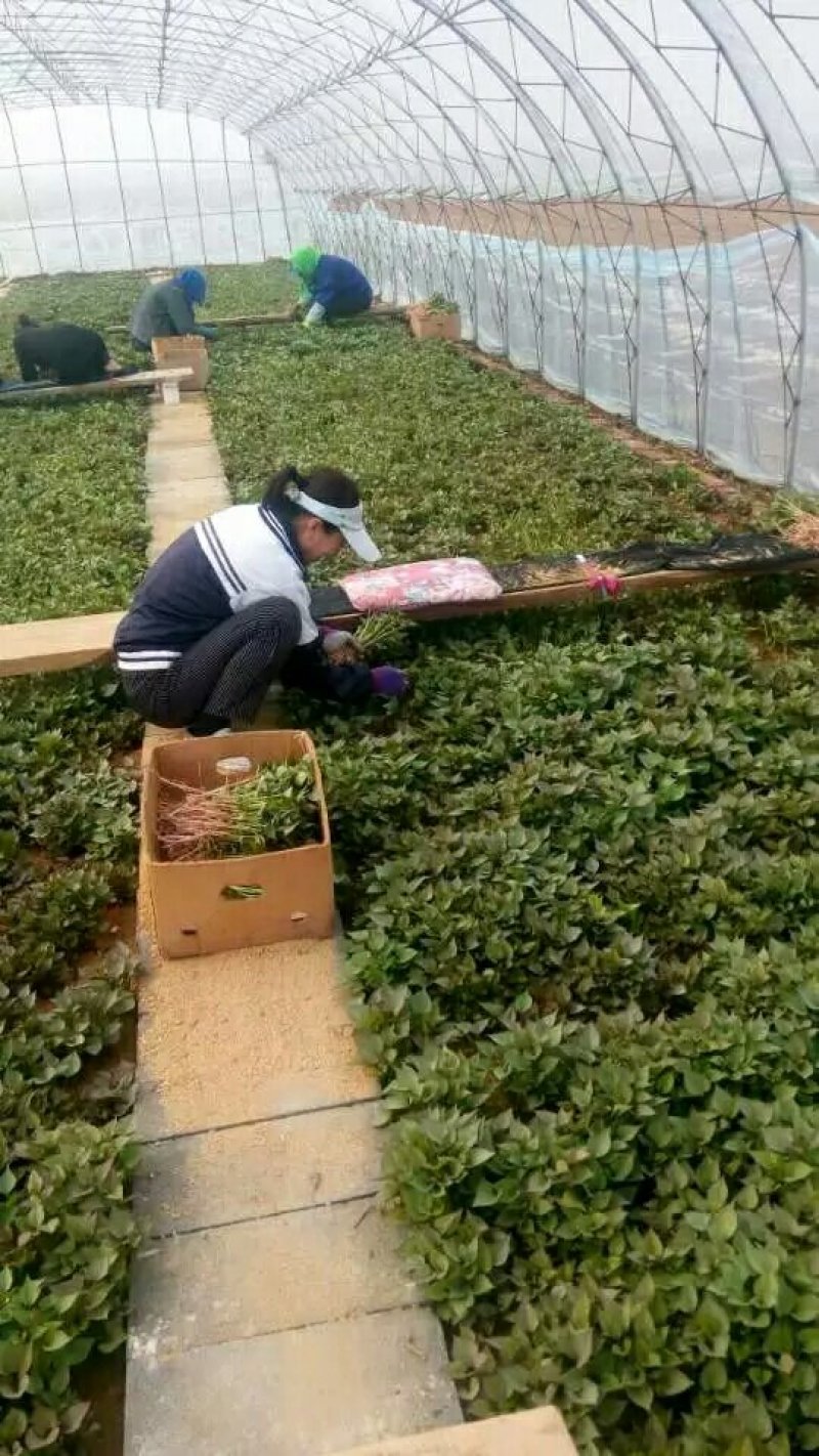 早丰红薯苗