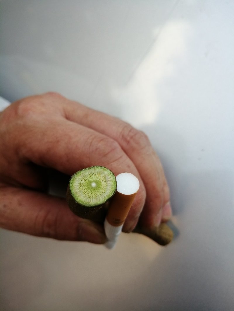 一百棵起零售0.25元每棵包邮一年生无渣粉葛待育芽枝条