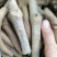 一百棵起零售0.25元每棵包邮一年生无渣粉葛待育芽枝条