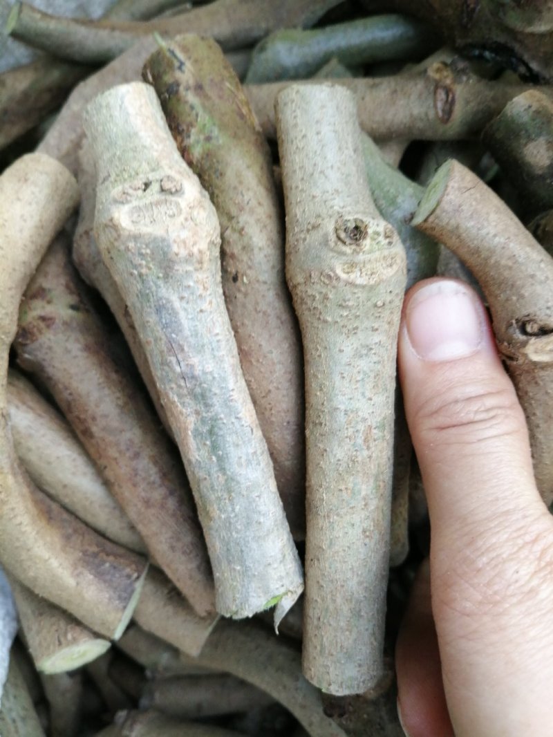 一百棵起零售0.25元每棵包邮一年生无渣粉葛待育芽枝条