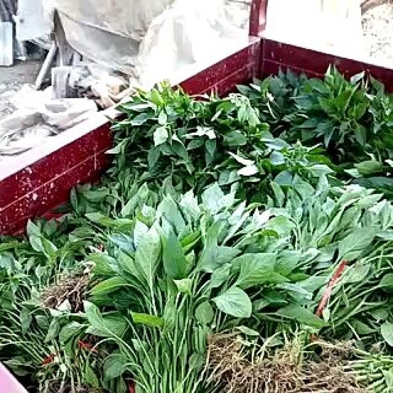 螺丝辣苗，线椒苗抗病毒欢迎实地考察价格有品种权。