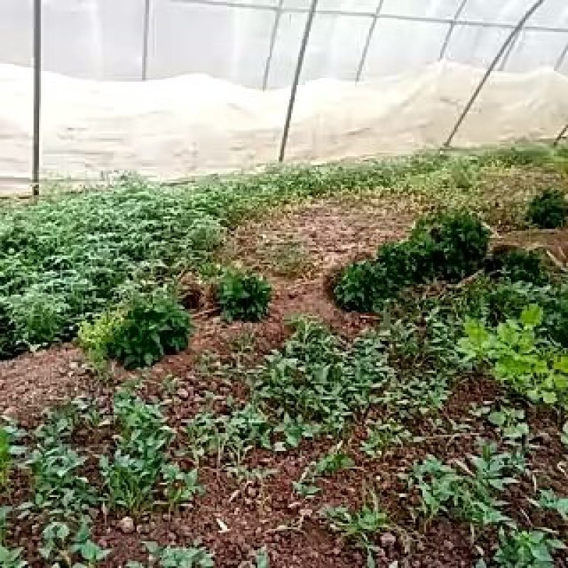 螺丝辣苗，线椒苗抗病毒欢迎实地考察价格有品种权。