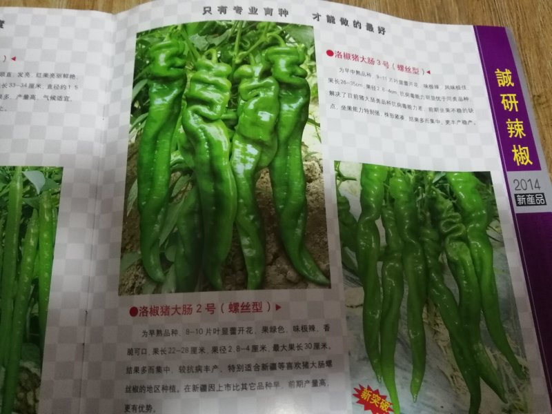 螺丝辣苗，线椒苗抗病毒欢迎实地考察价格有品种权。