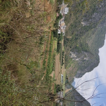 沙糖桔