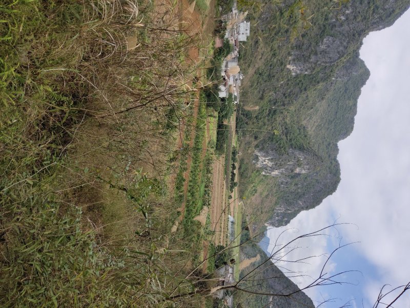 沙糖桔