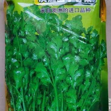 香菜种子(澳洲四季香菜)