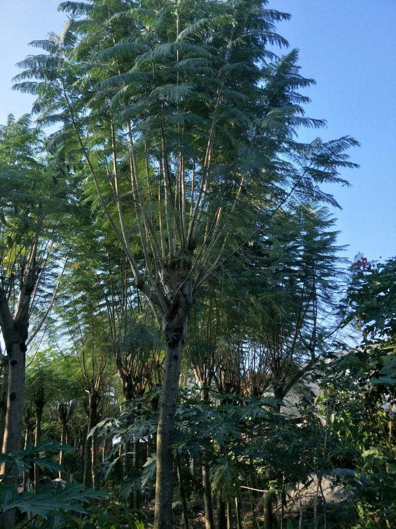 蓝花楹