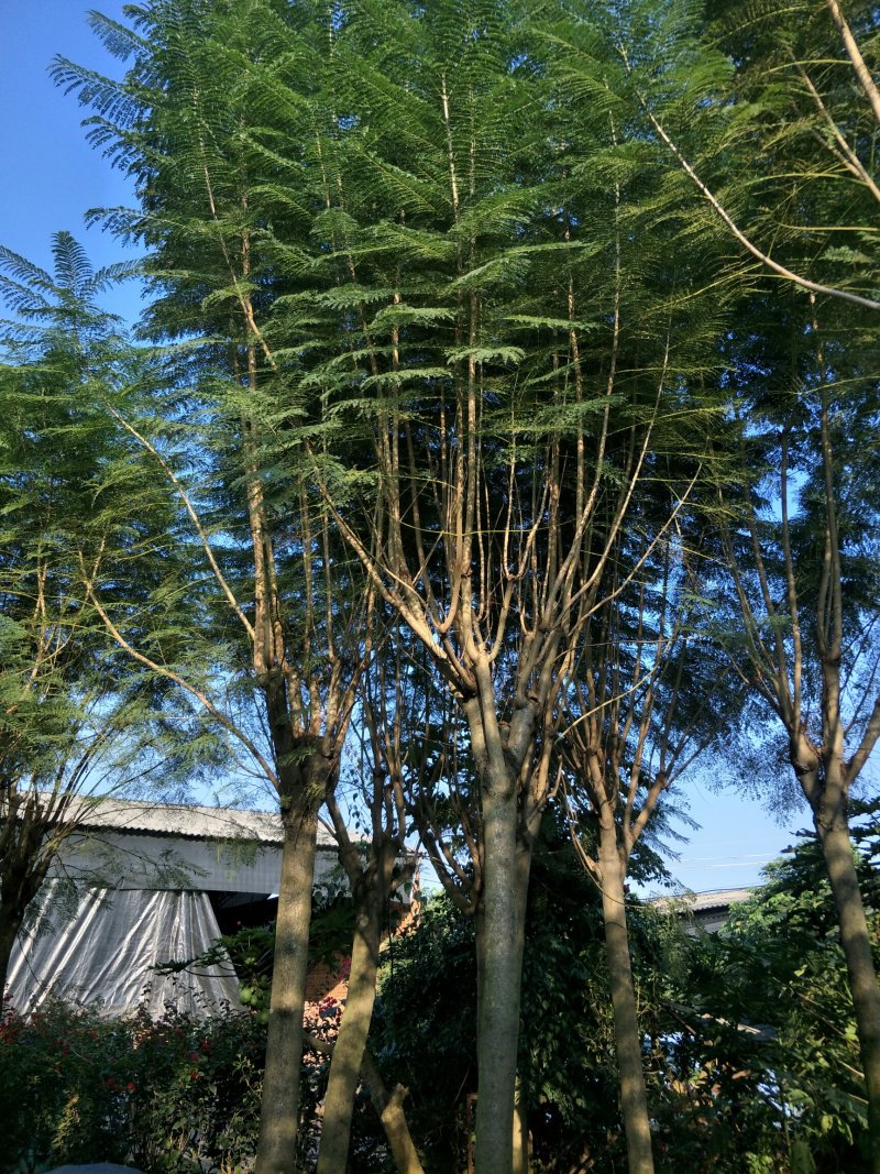 蓝花楹