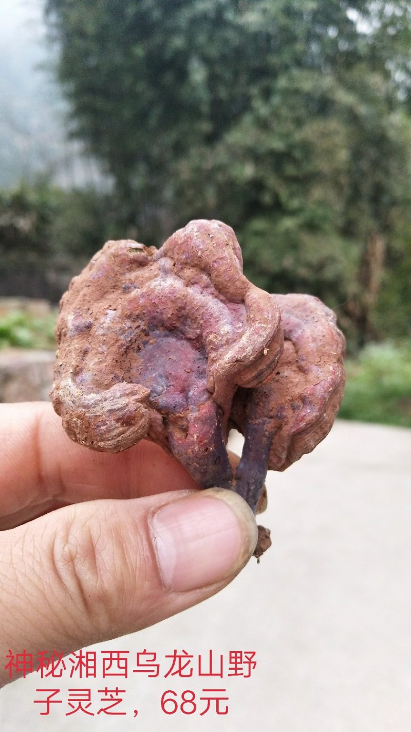 野生赤灵芝