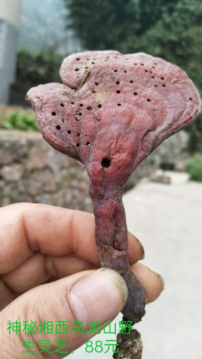 野生赤灵芝