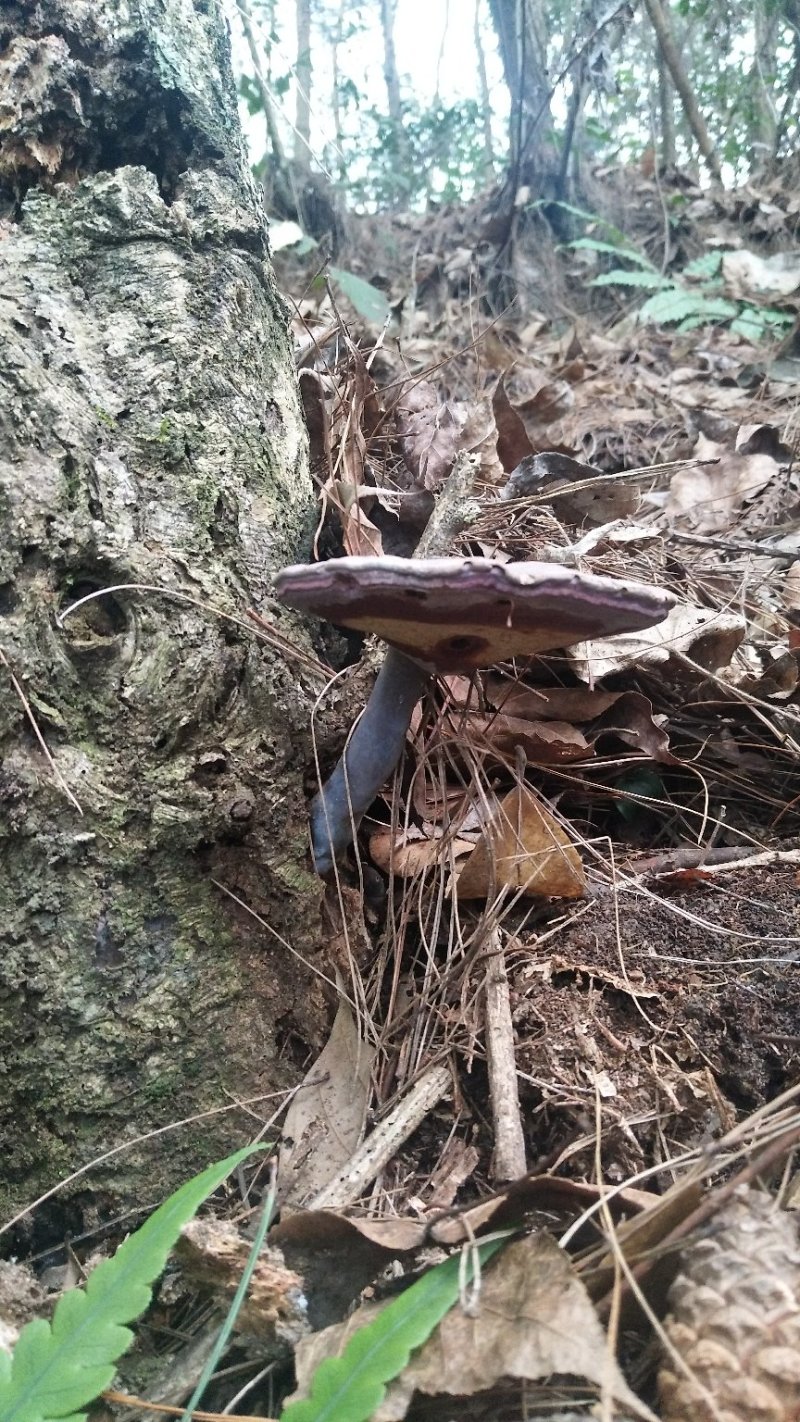 野生赤灵芝
