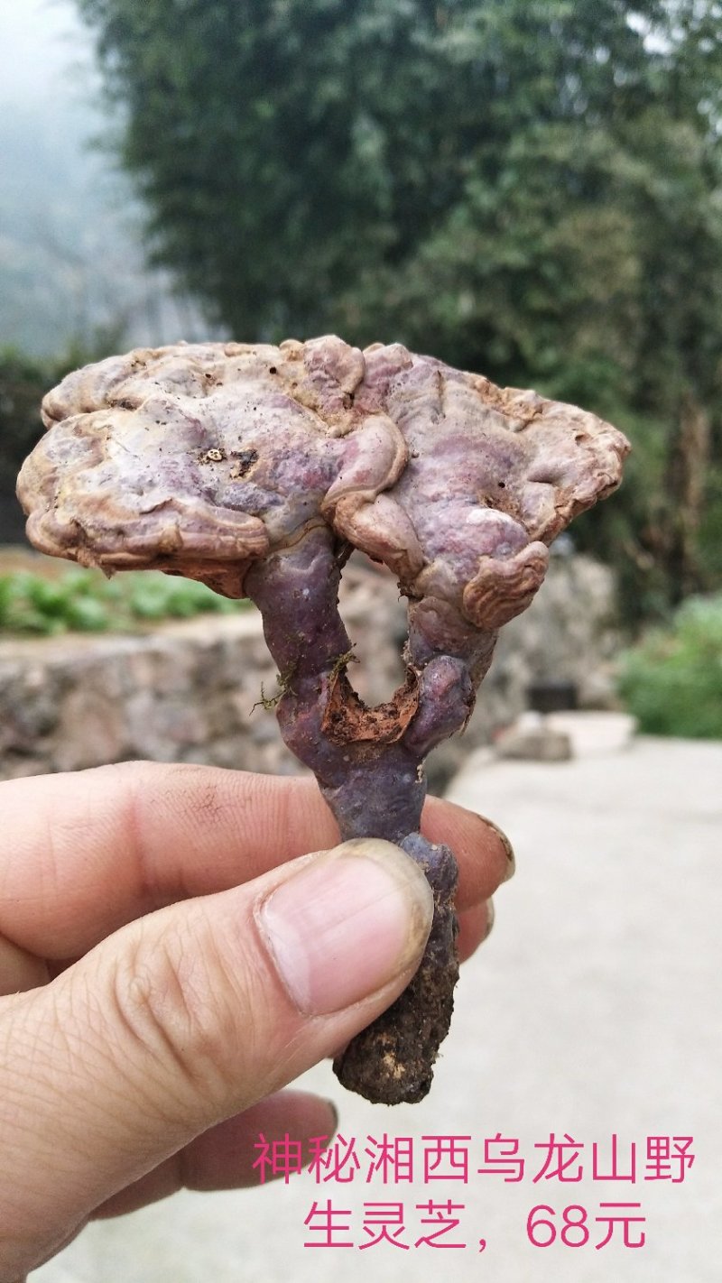 野生赤灵芝