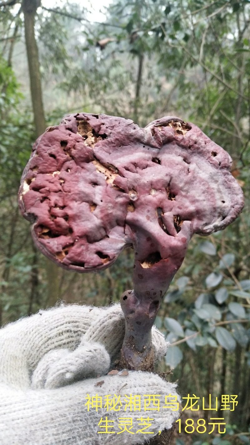 野生赤灵芝