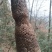 野生赤灵芝