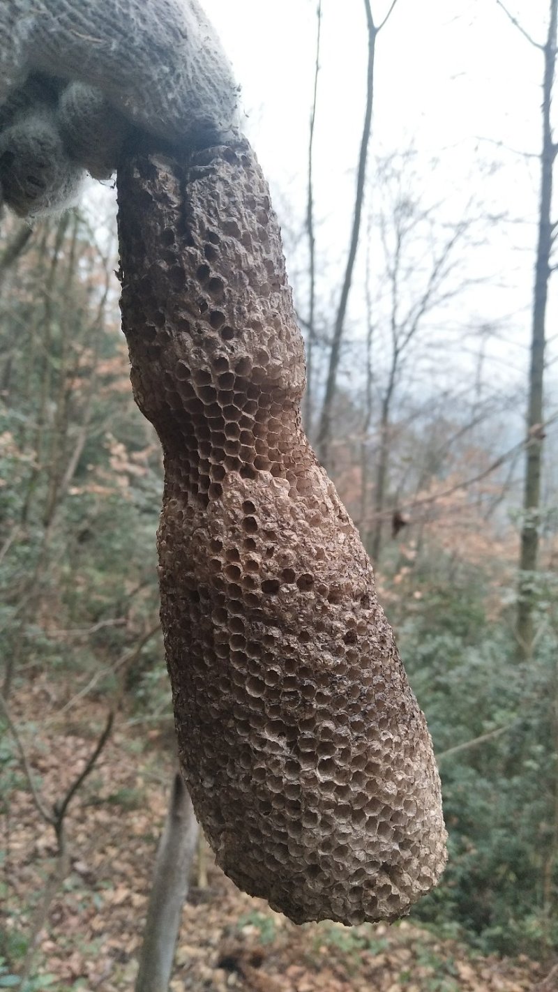 野生赤灵芝