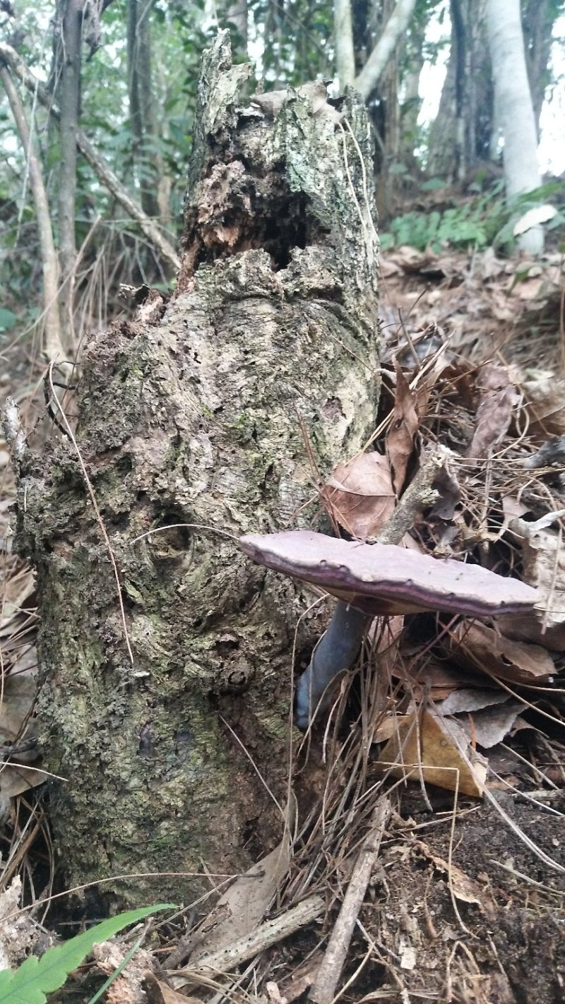 野生赤灵芝