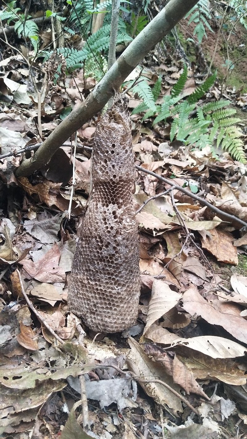 野生赤灵芝