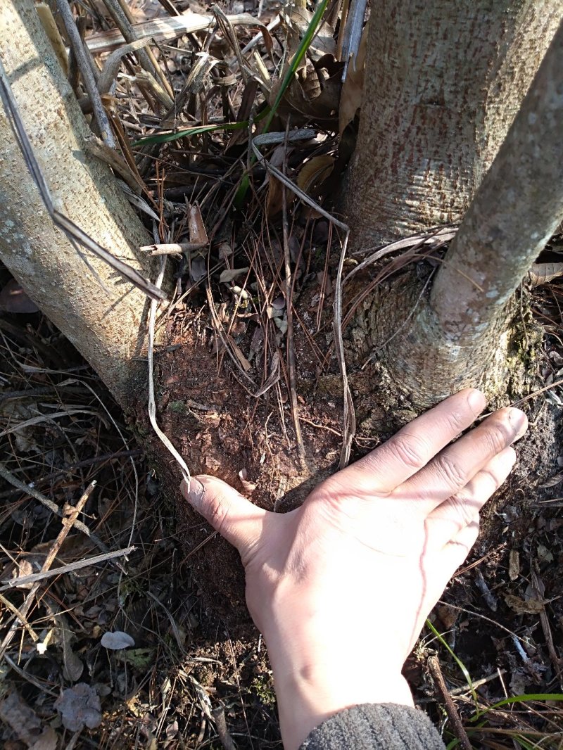 原生野生合欢树产地直供