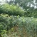 映山红信阳董家河陈家苗圃诚信经营常年出售各规格苗木
