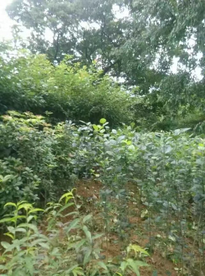 映山红信阳董家河陈家苗圃诚信经营常年出售各规格苗木