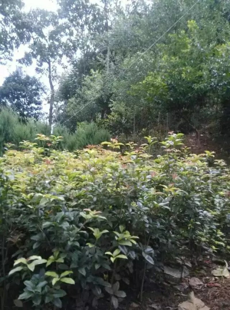 映山红信阳董家河陈家苗圃诚信经营常年出售各规格苗木