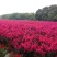映山红信阳董家河陈家苗圃诚信经营常年出售各规格苗木