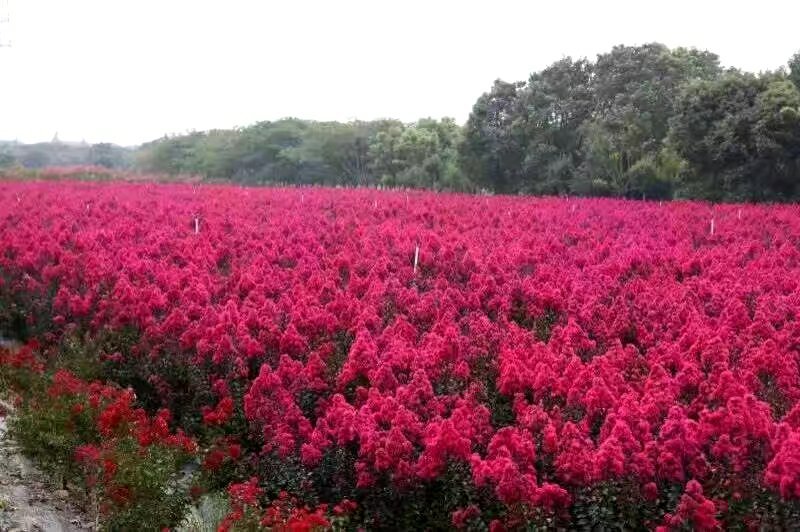 映山红信阳董家河陈家苗圃诚信经营常年出售各规格苗木