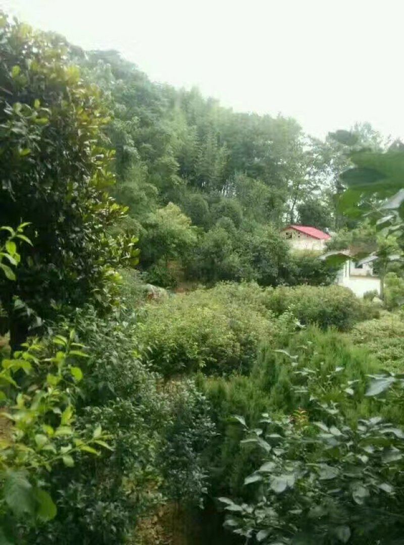 映山红信阳董家河陈家苗圃诚信经营常年出售各规格苗木