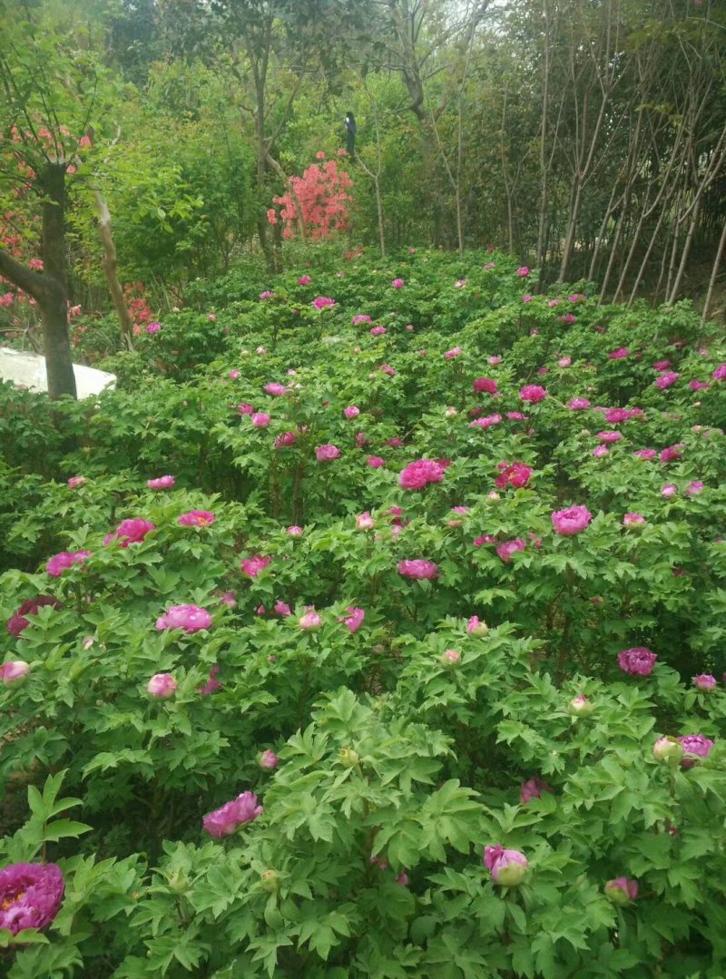 映山红信阳董家河陈家苗圃诚信经营常年出售各规格苗木