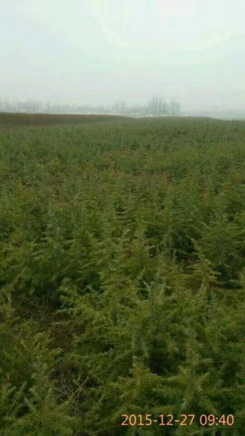 映山红信阳董家河陈家苗圃诚信经营常年出售各规格苗木
